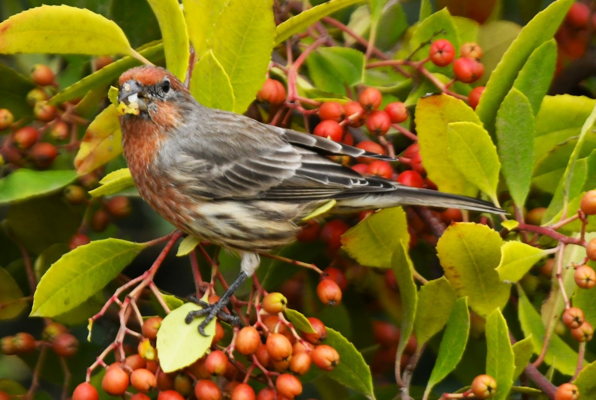 House Finch - ML643011687