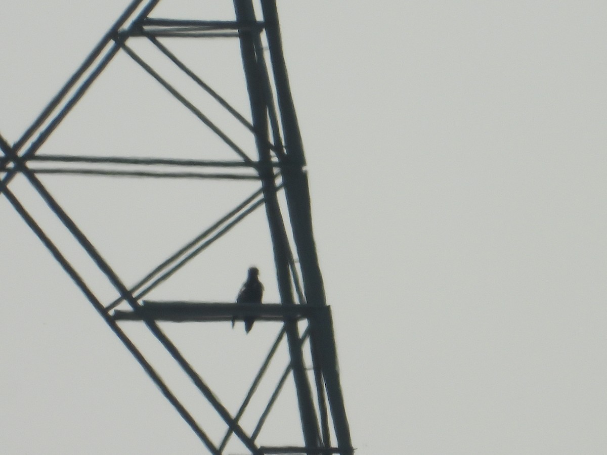Indian Spotted Eagle - ML643011702