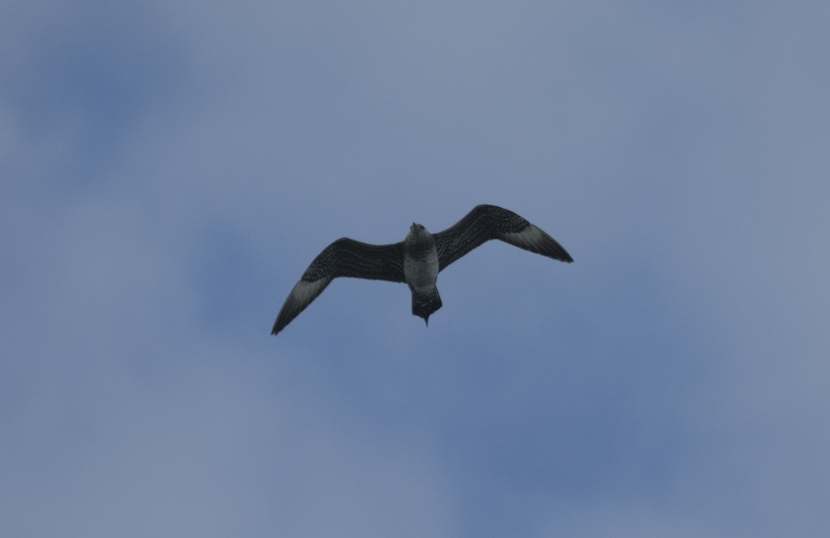 クロトウゾクカモメ - ML643011711