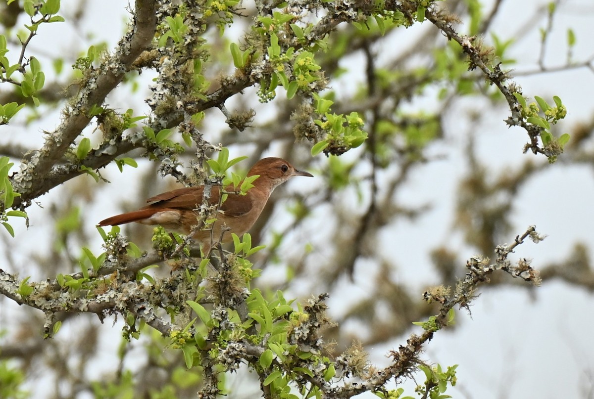 Rufous Hornero - ML643011716