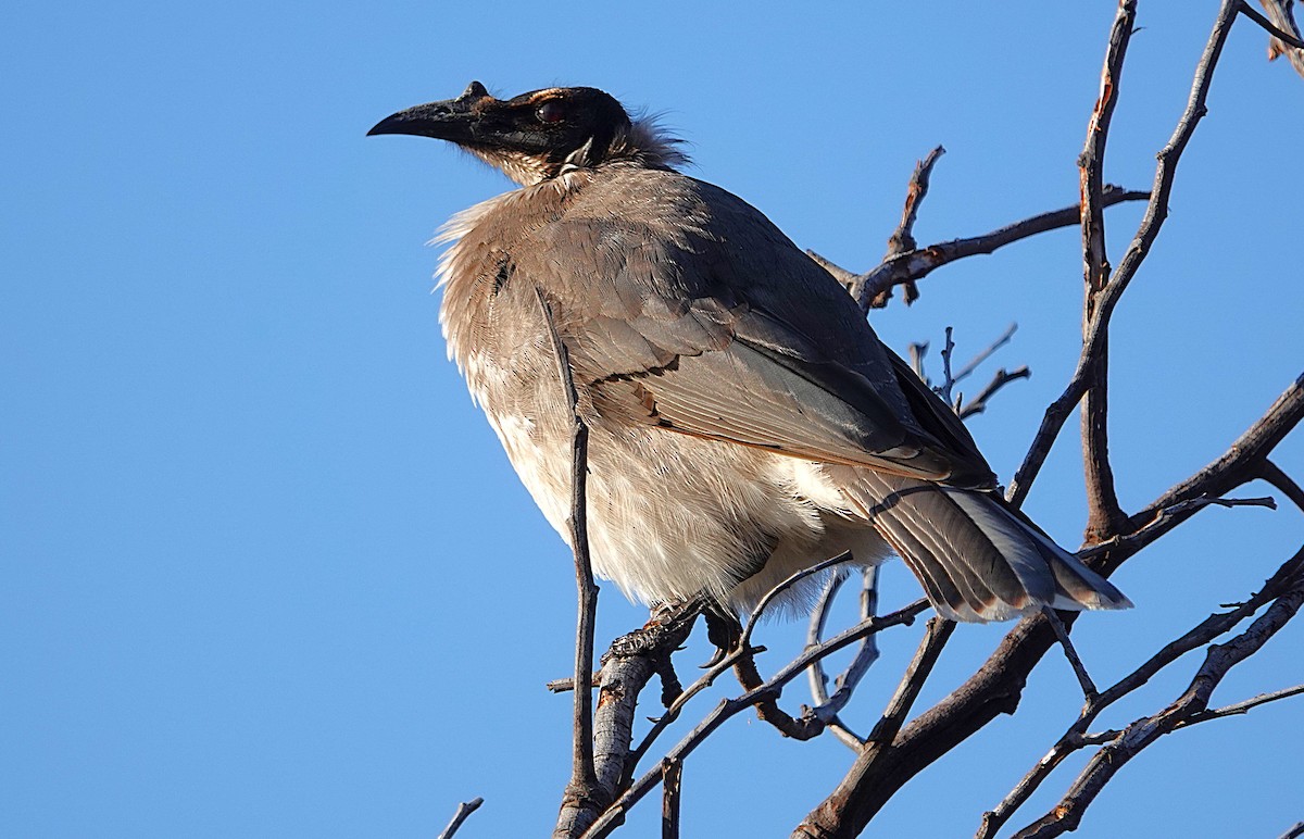 Noisy Friarbird - ML643011722