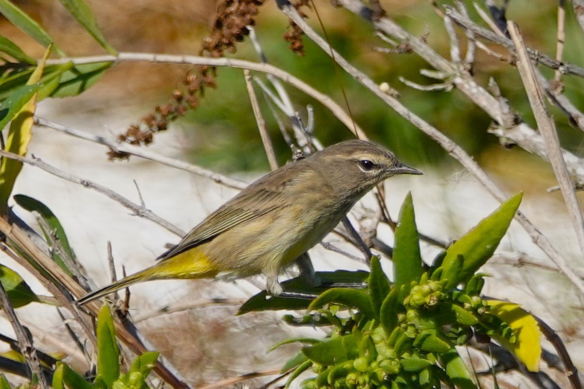 Palm Warbler - ML643011723