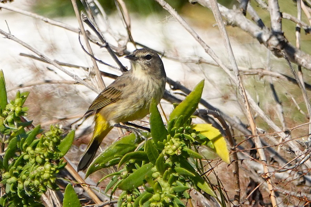 Palm Warbler - ML643011724