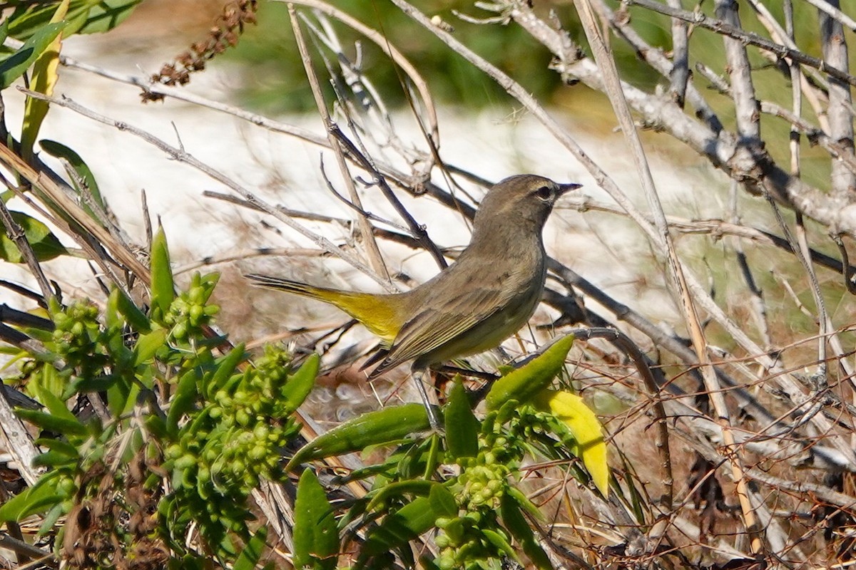 Palm Warbler - ML643011725