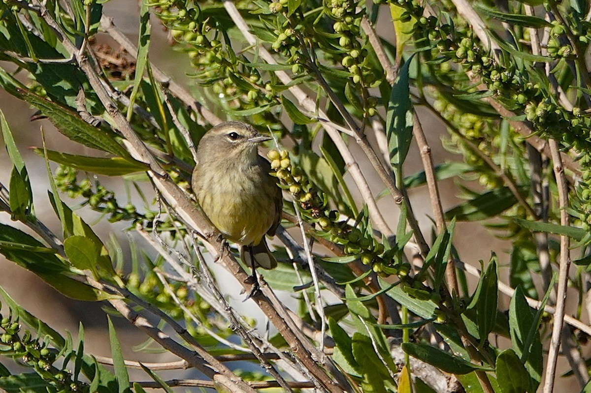 Palm Warbler - ML643011726