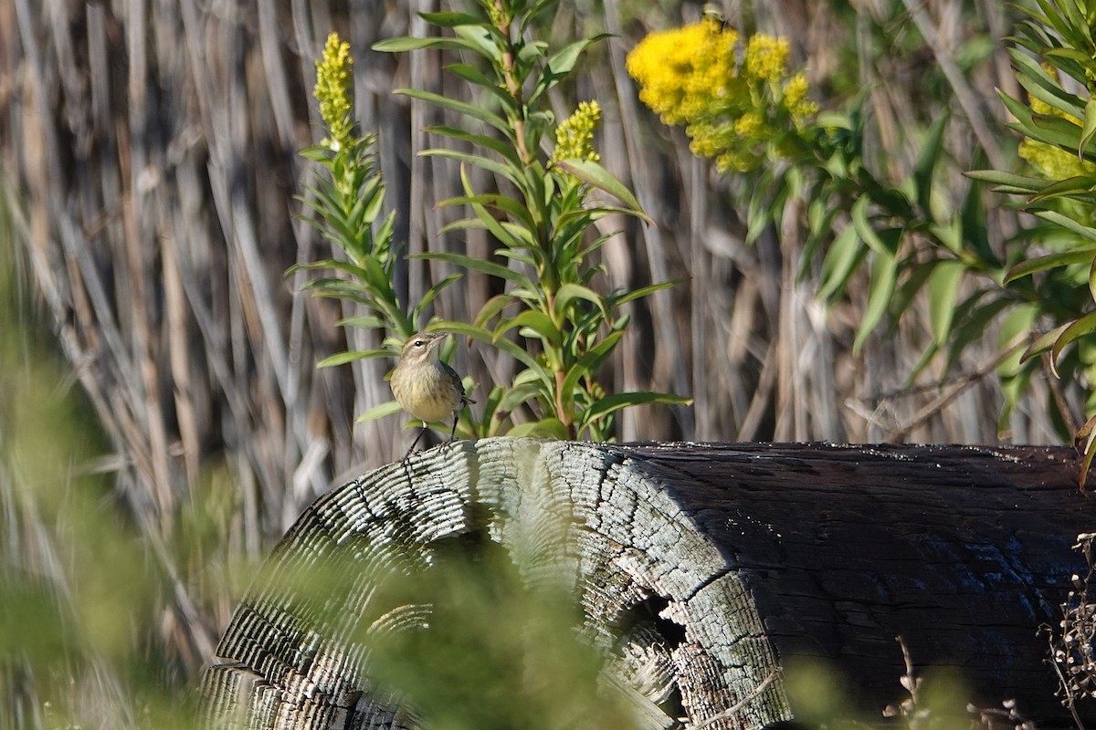 Palm Warbler - ML643011727