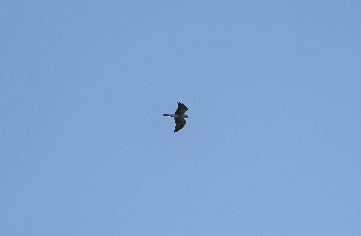 Mississippi Kite - ML643011730