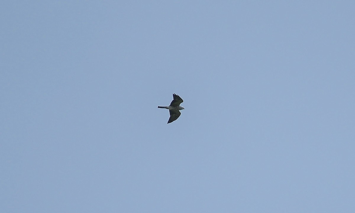 Mississippi Kite - ML643011731
