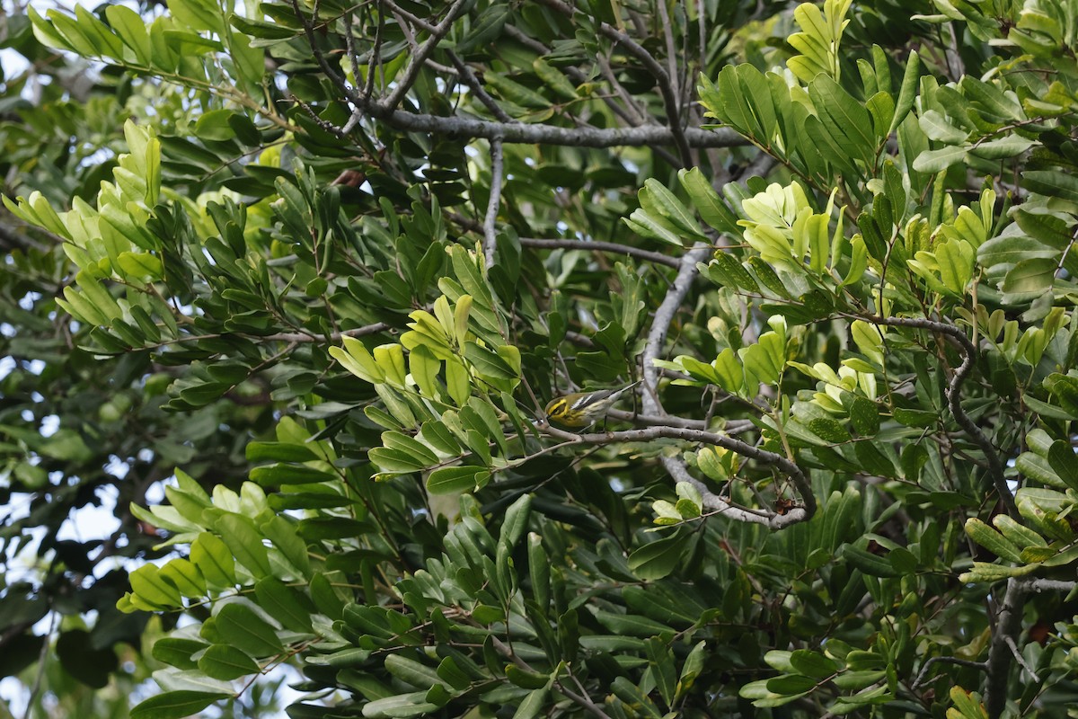Townsend's Warbler - ML643011744