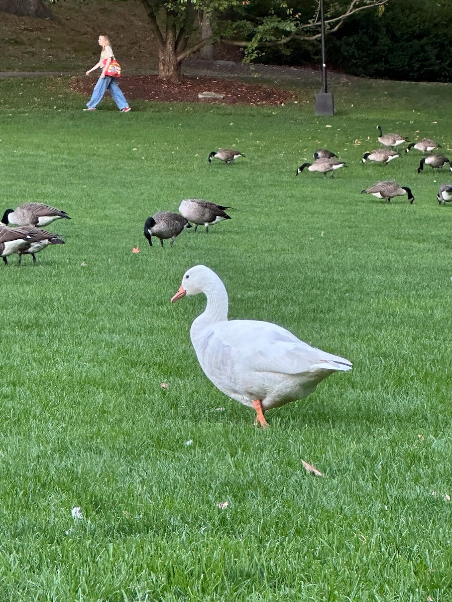 Graylag Goose (Domestic type) - ML643011754
