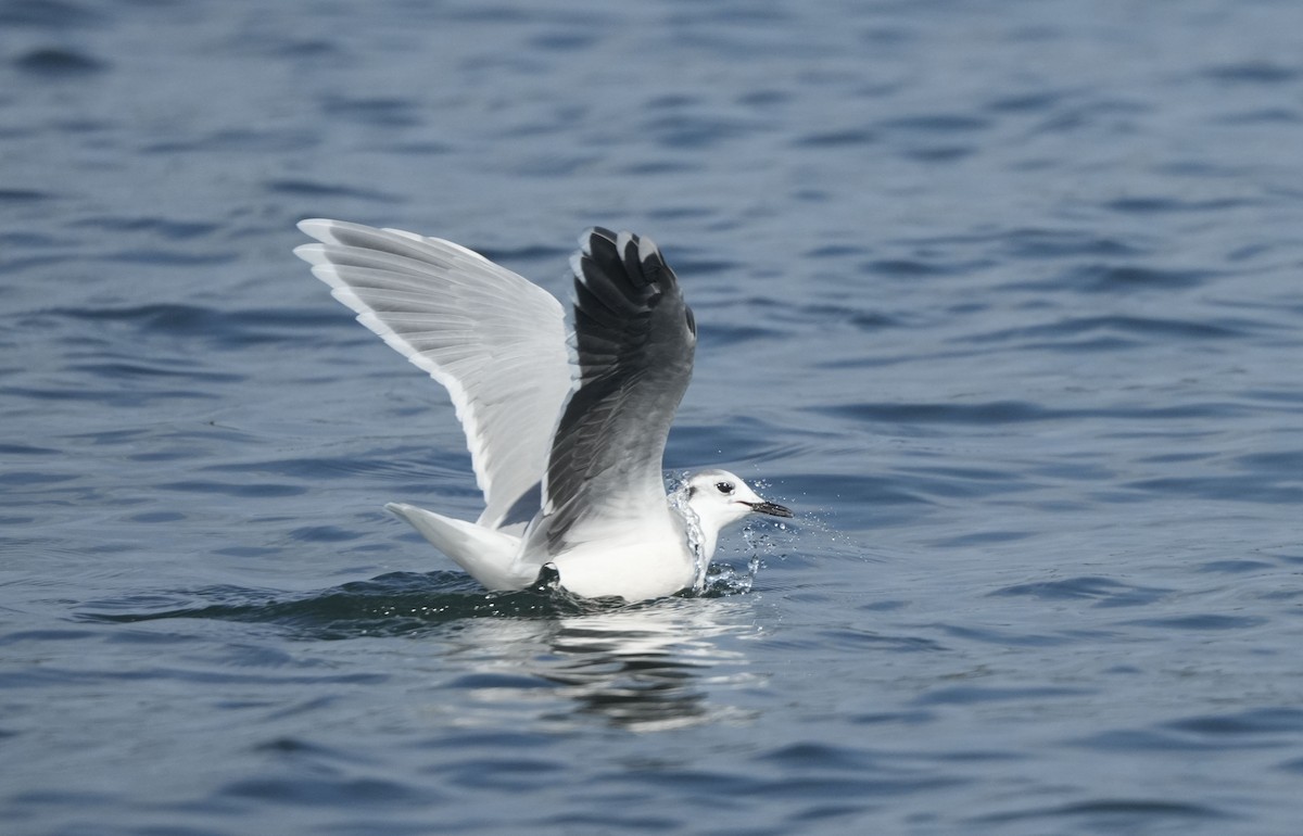 Little Gull - ML643011758