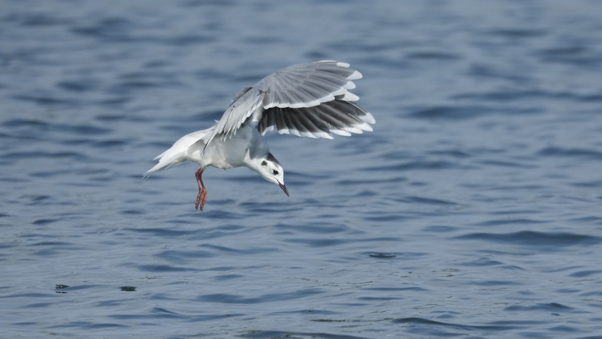 Little Gull - ML643011759