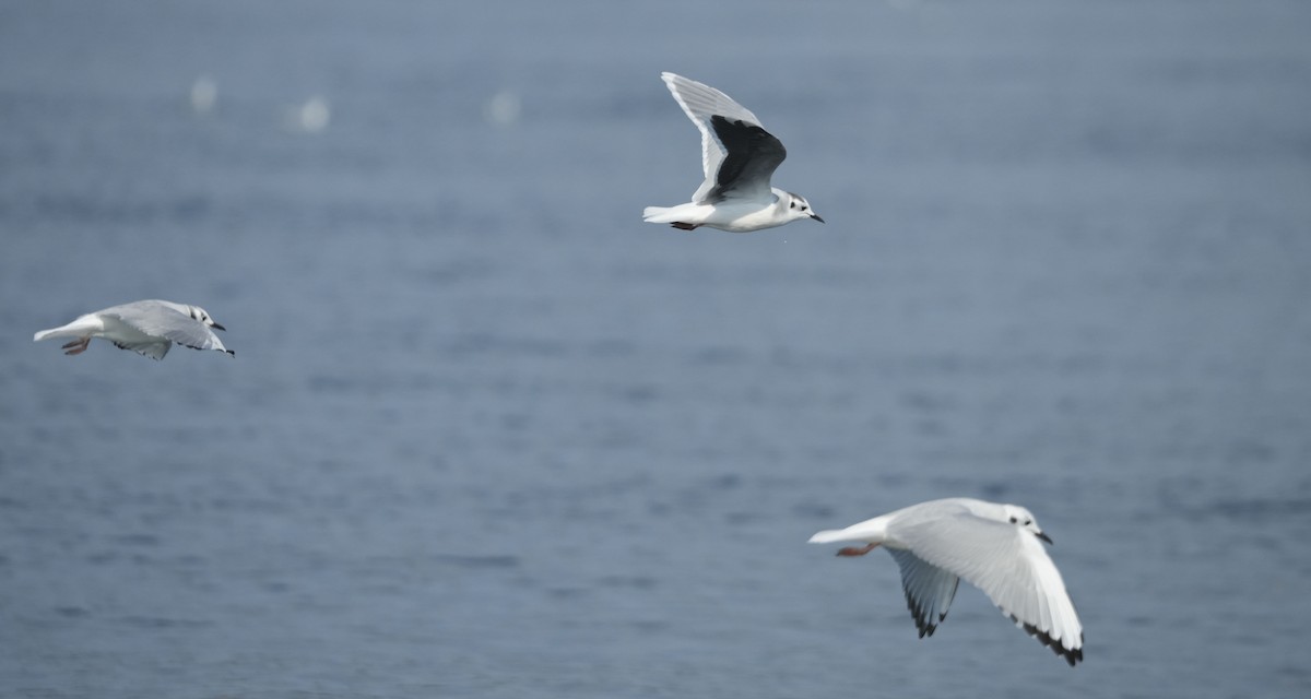 Little Gull - ML643011760