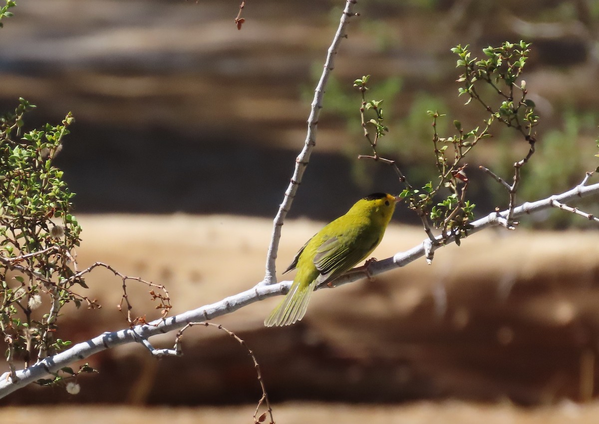 kalottparula - ML643011767