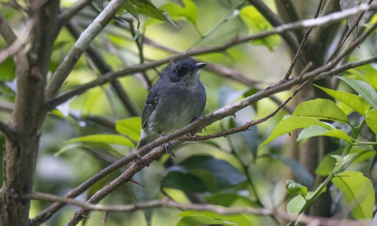 gråmaurvireo - ML643011771