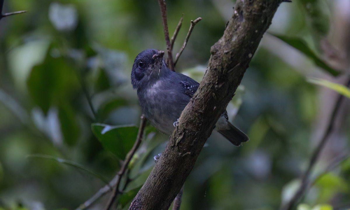 gråmaurvireo - ML643011772