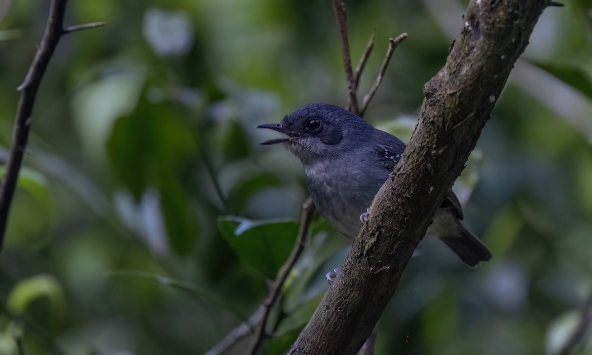 gråmaurvireo - ML643011773