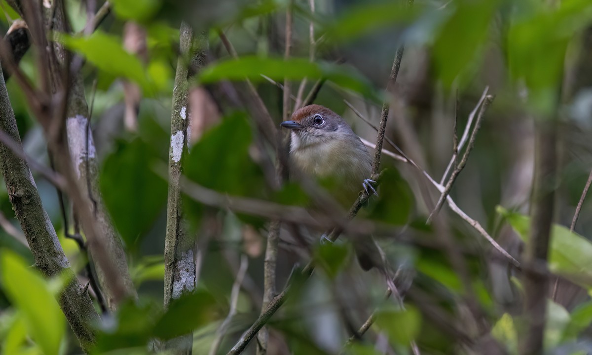gråmaurvireo - ML643011774
