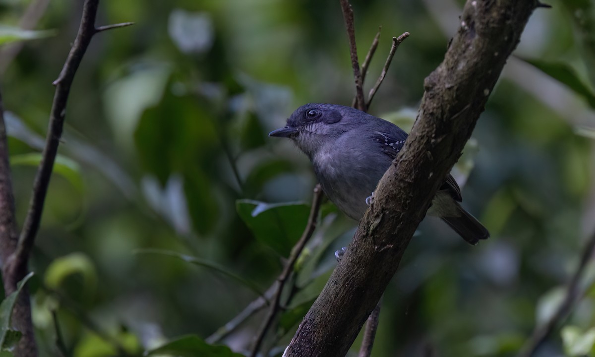 gråmaurvireo - ML643011775