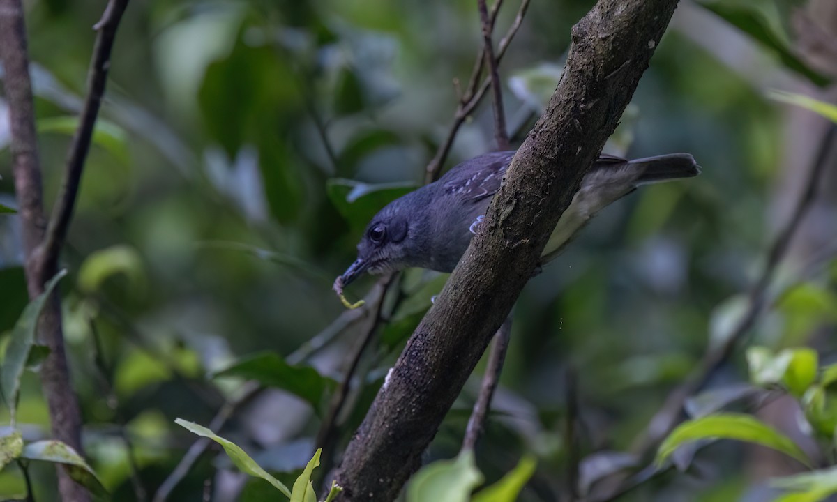gråmaurvireo - ML643011776
