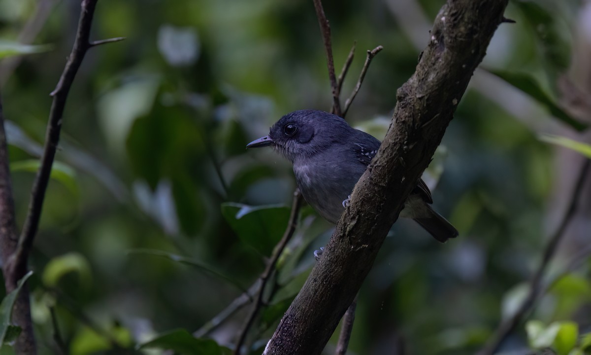 gråmaurvireo - ML643011777