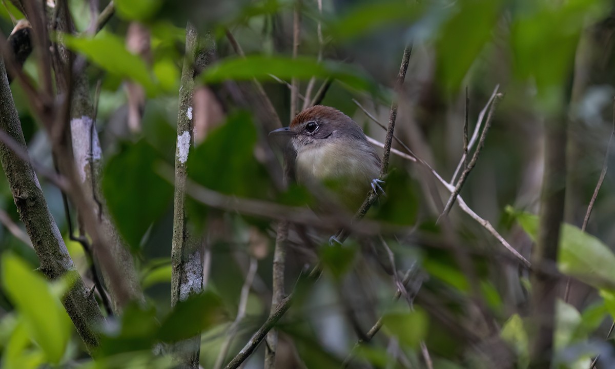 gråmaurvireo - ML643011778