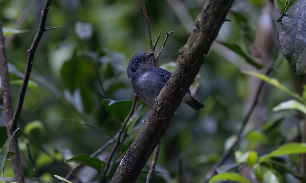 gråmaurvireo - ML643011779