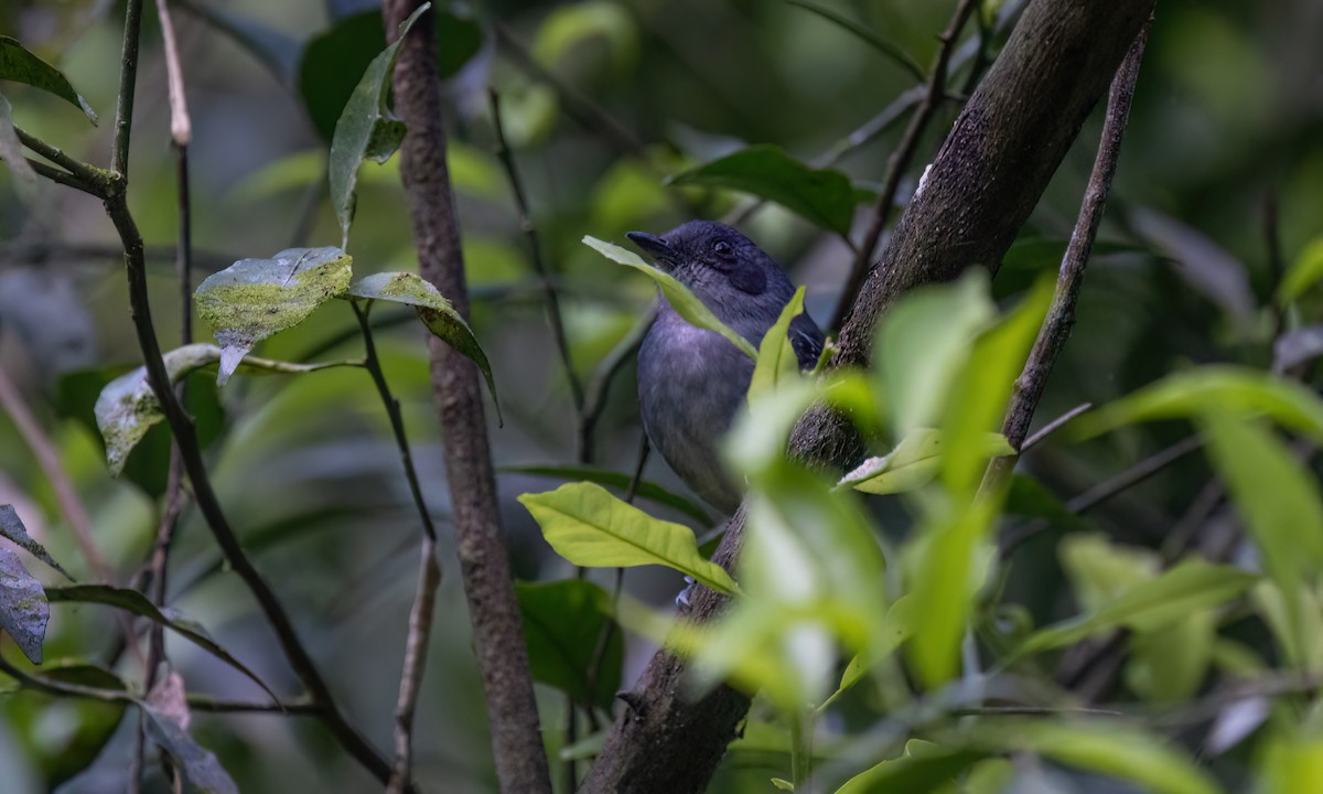 gråmaurvireo - ML643011780