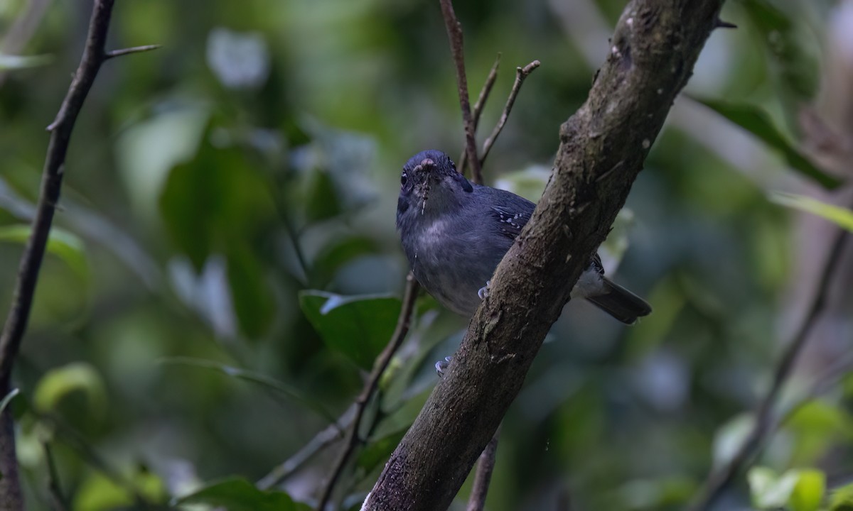 gråmaurvireo - ML643011781