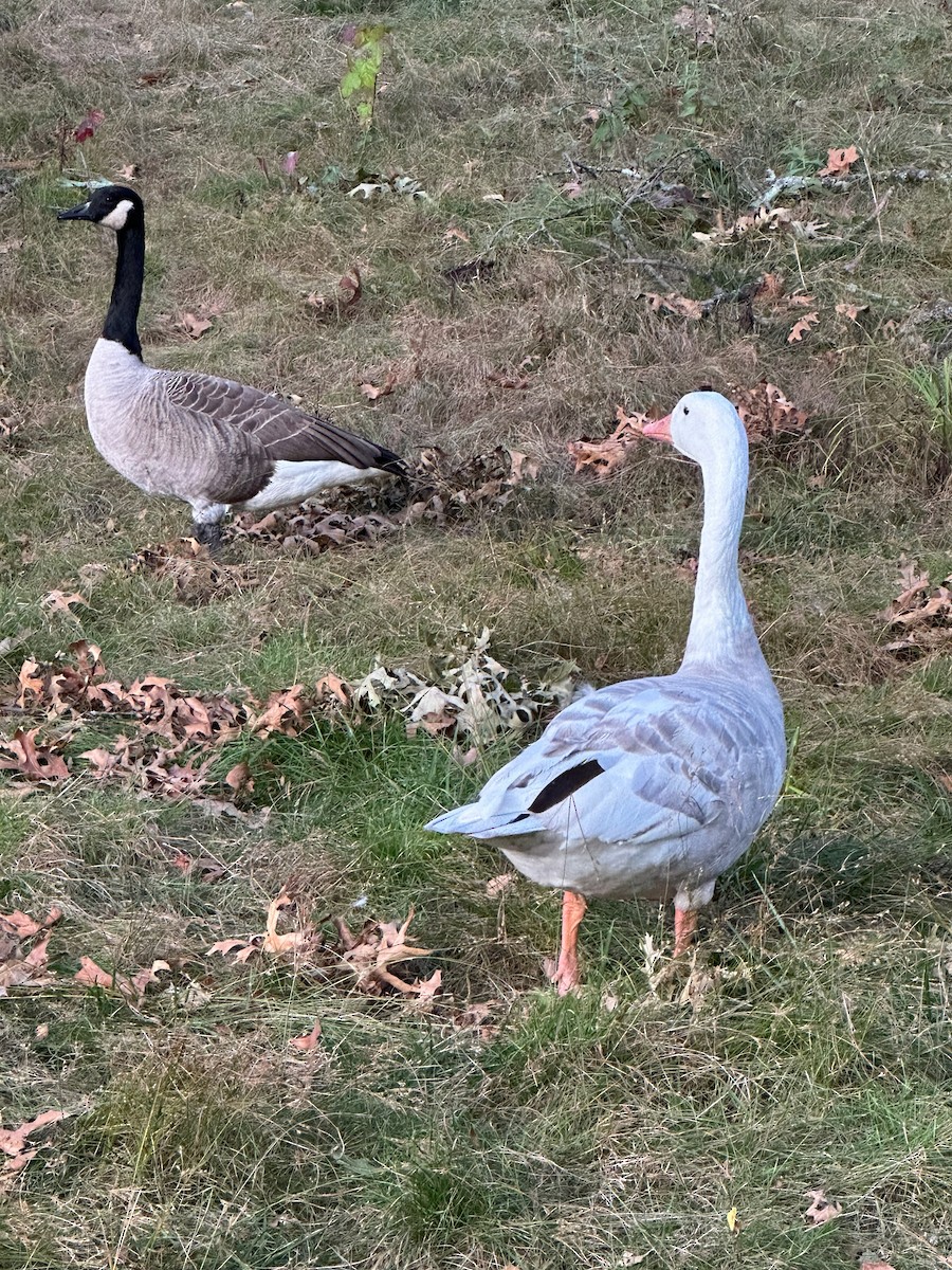Graylag Goose (Domestic type) - ML643011782
