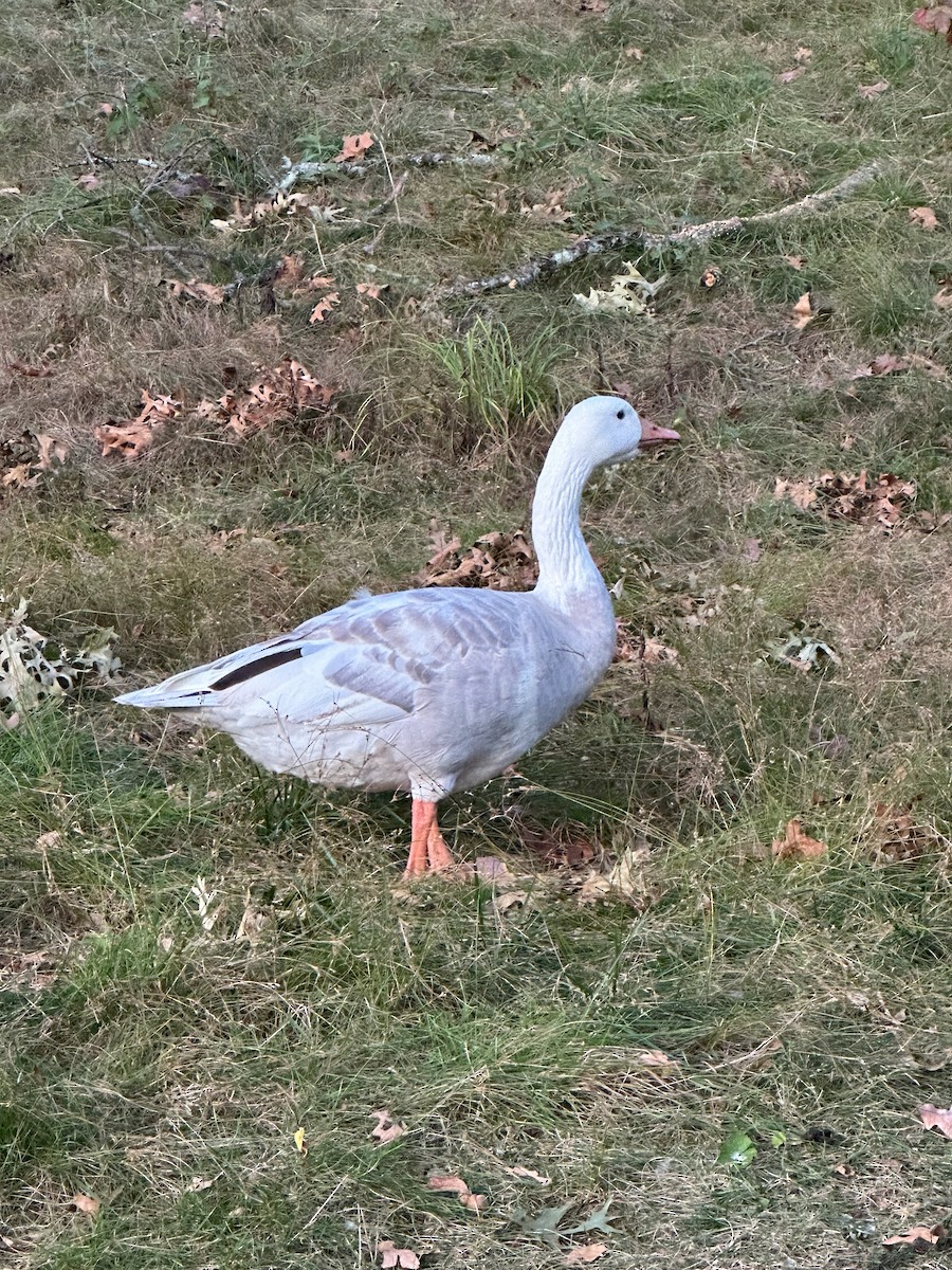 Graylag Goose (Domestic type) - ML643011785