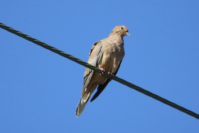 sørgedue - ML643011793