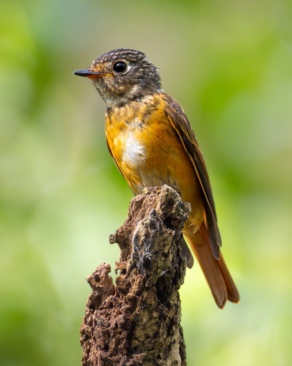 Ferruginous Flycatcher - ML643011799
