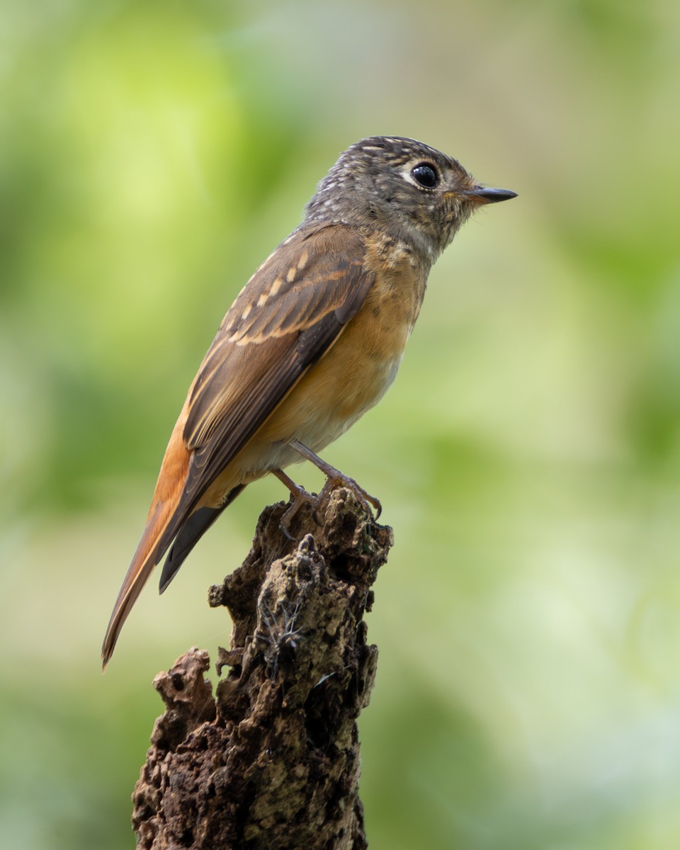 Ferruginous Flycatcher - ML643011800