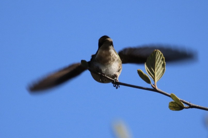 rødmaskekolibri - ML643011803