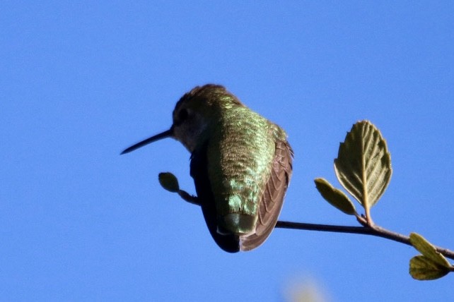 rødmaskekolibri - ML643011804