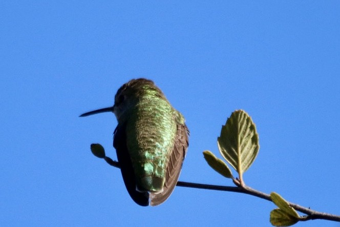 rødmaskekolibri - ML643011805