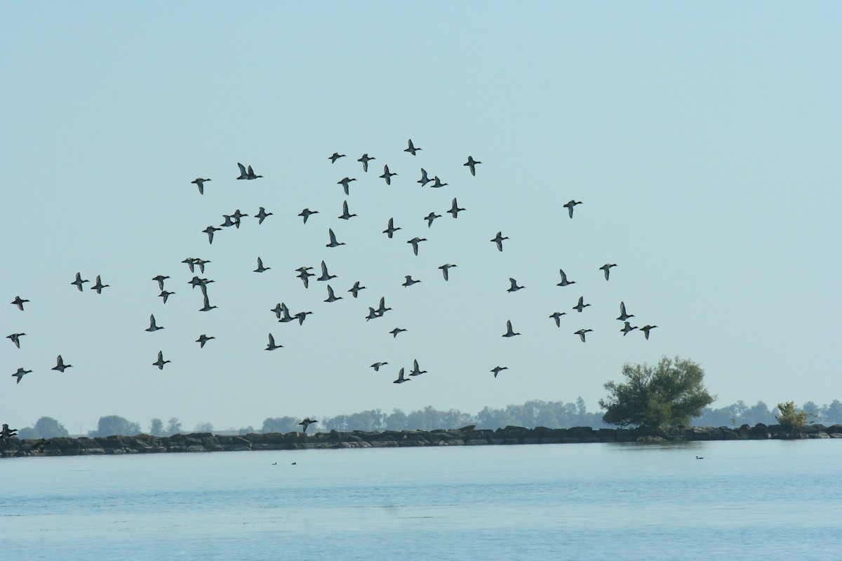 Greater Scaup - ML643011816