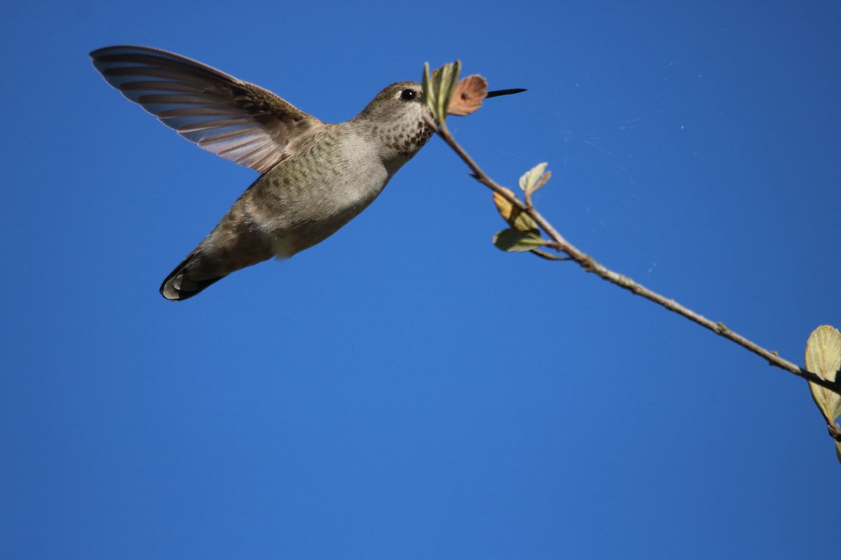 Anna's Hummingbird - ML643011825