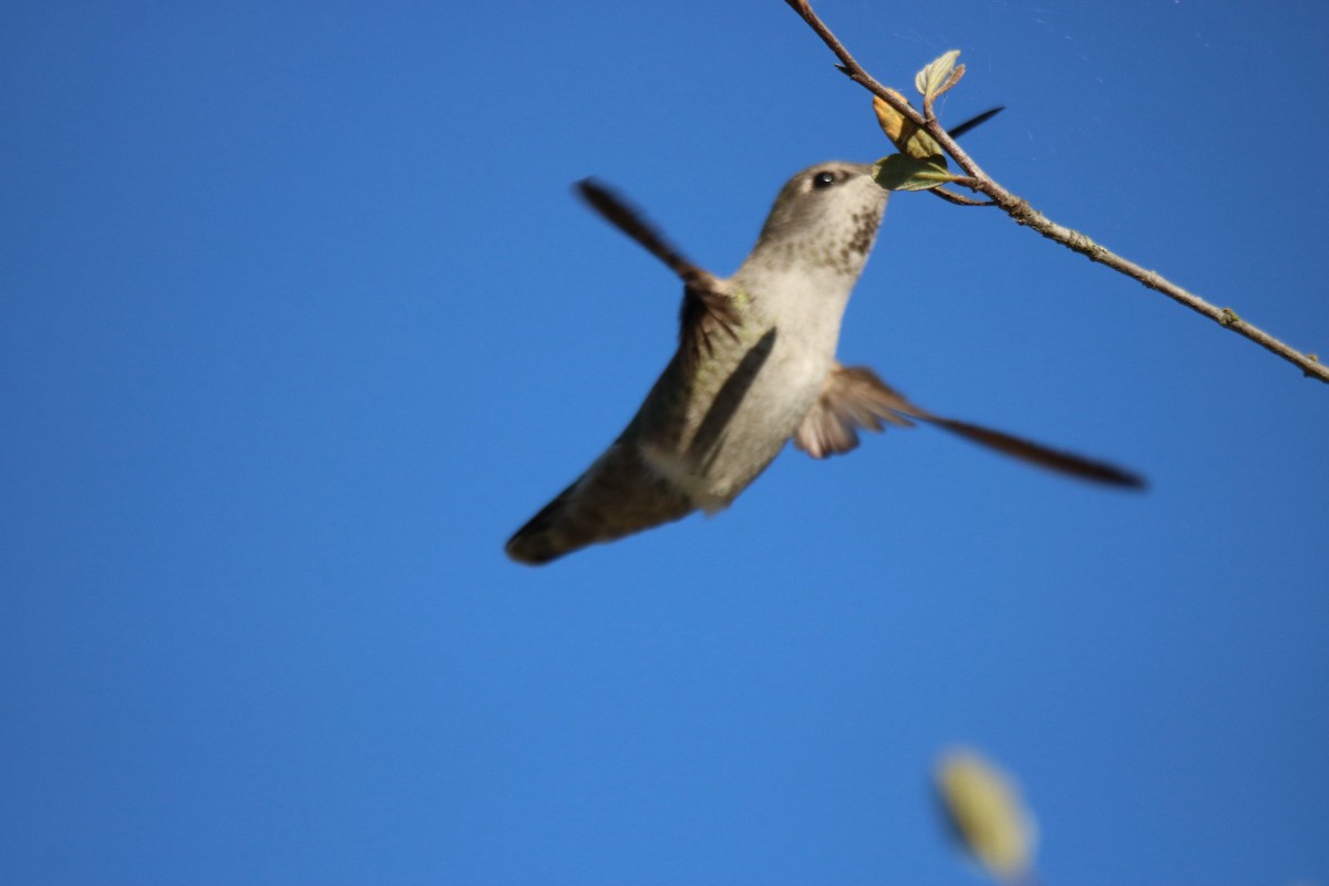 Anna's Hummingbird - ML643011826