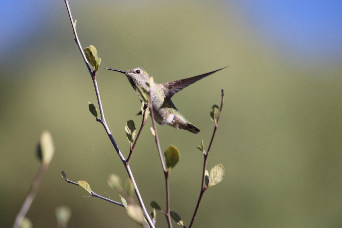 Anna's Hummingbird - ML643011827
