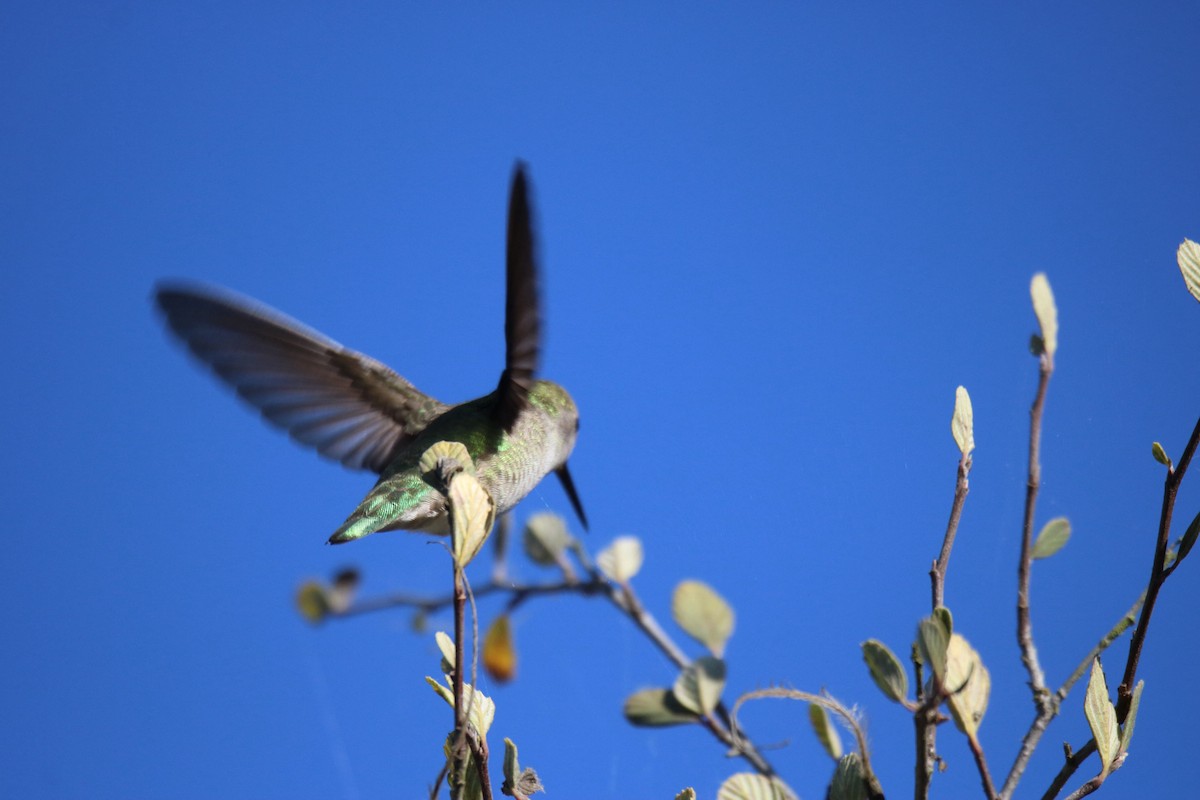 Anna's Hummingbird - ML643011828