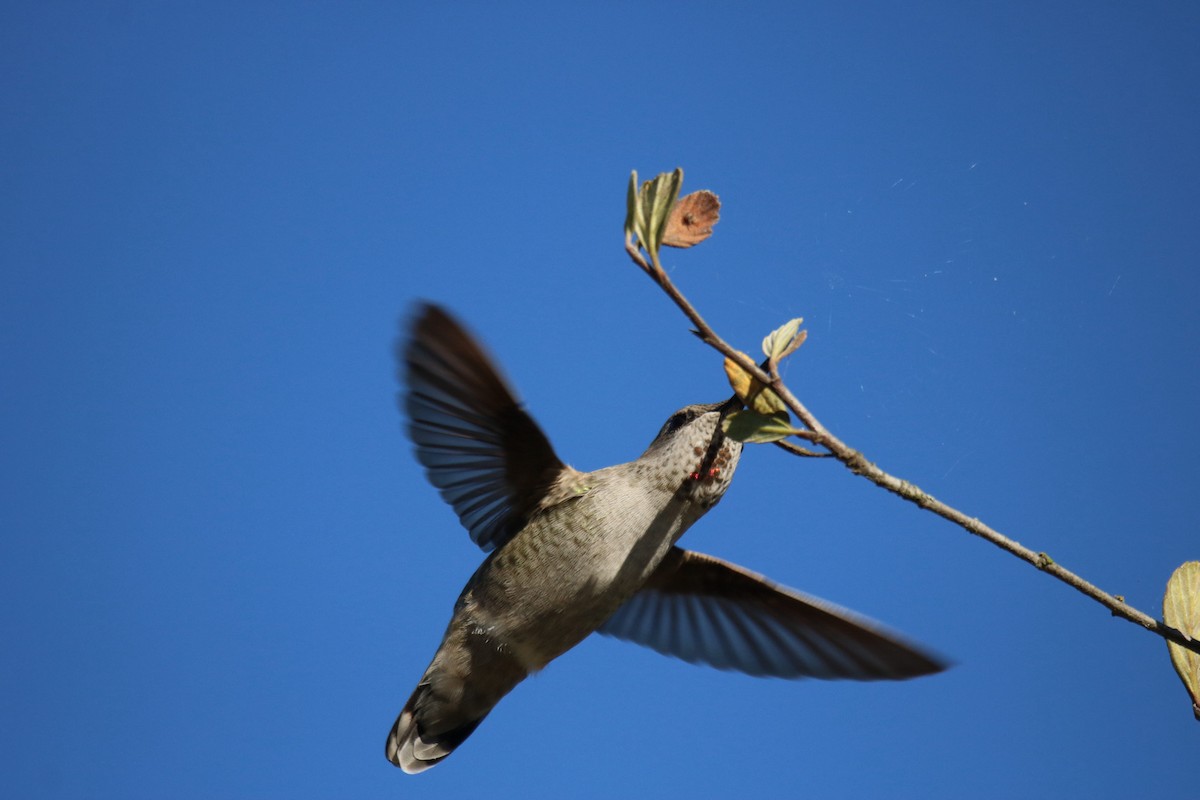 Anna's Hummingbird - ML643011829