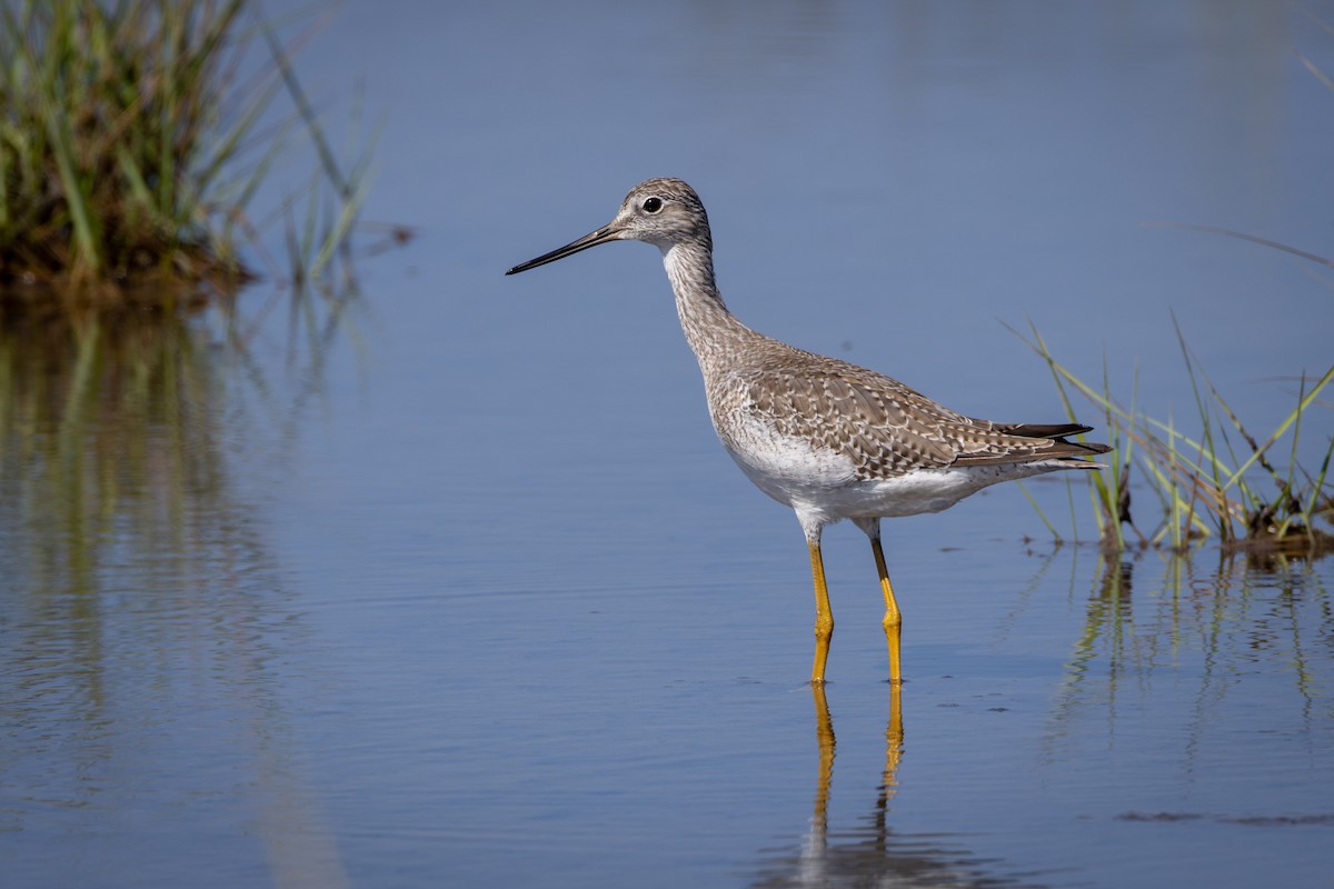 Greater Yellowlegs - ML643011845