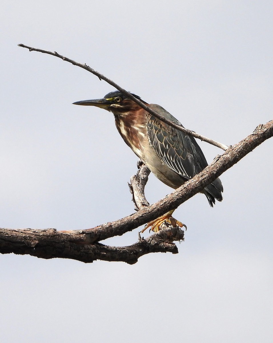 Green Heron - ML643011849