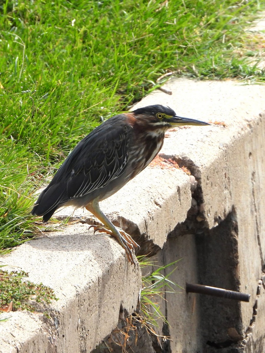 Green Heron - ML643011850