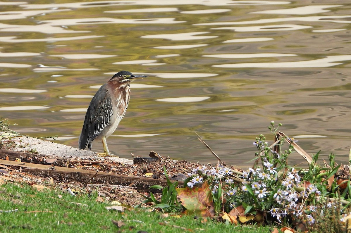 Green Heron - ML643011851