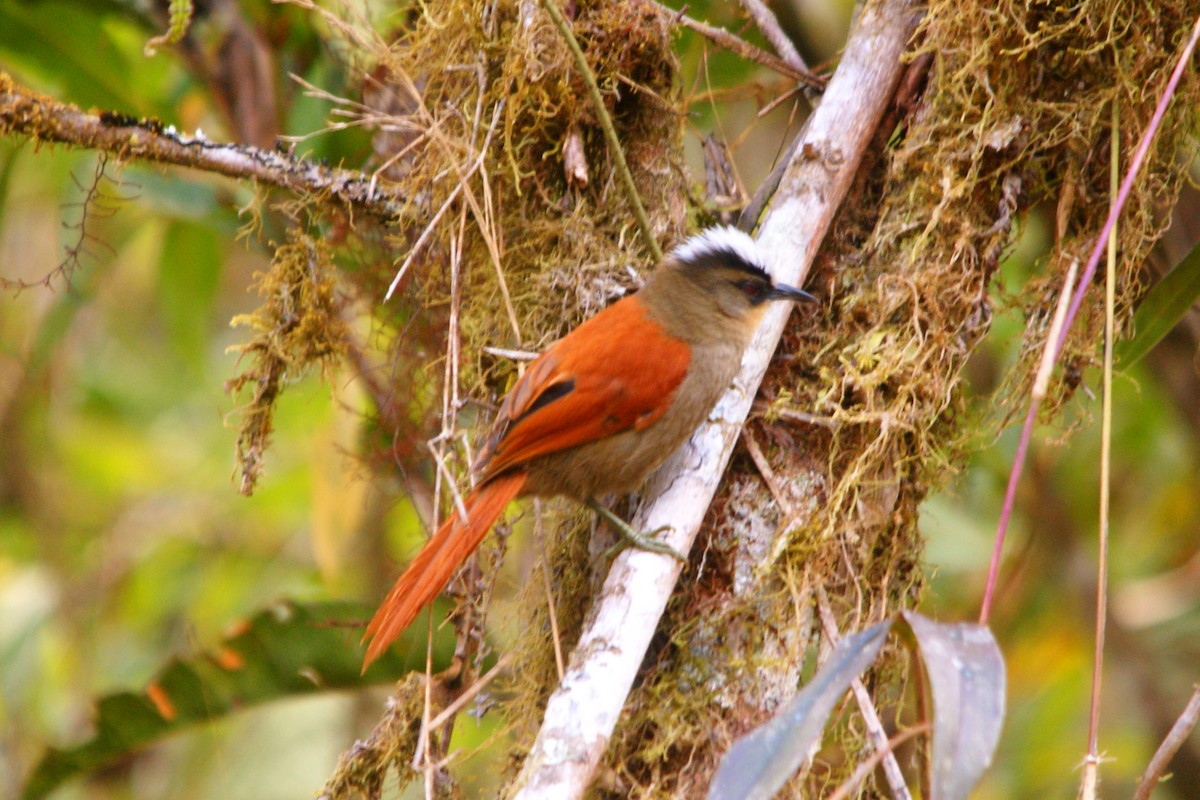 Marcapata Spinetail - ML643011861