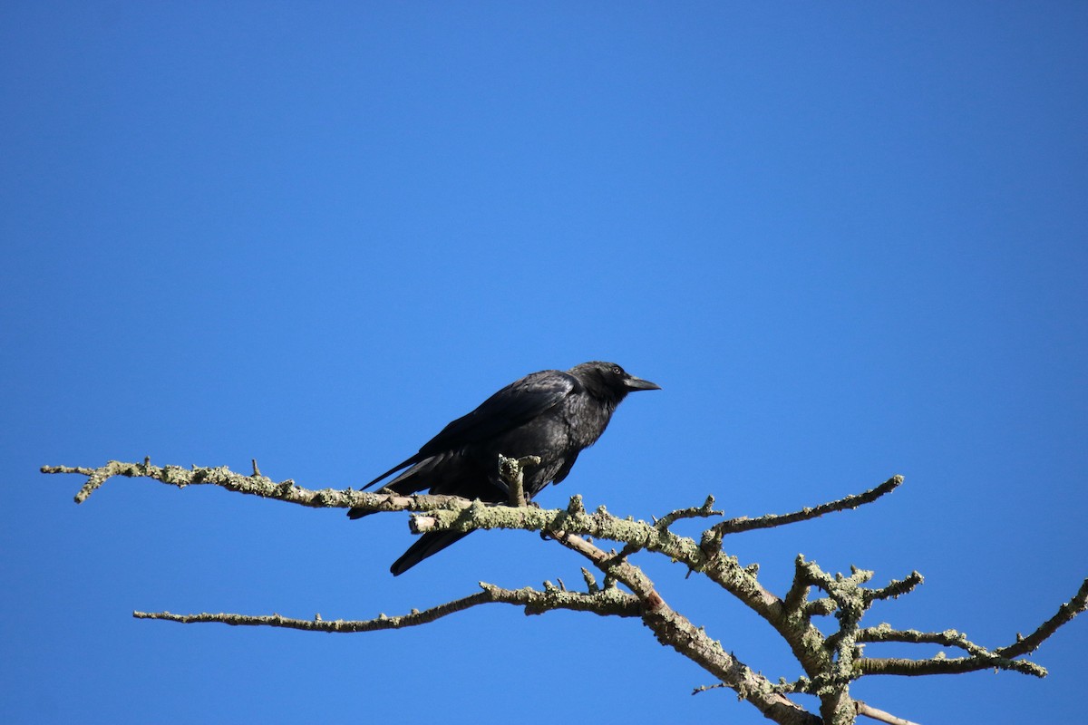 American Crow - ML643011862