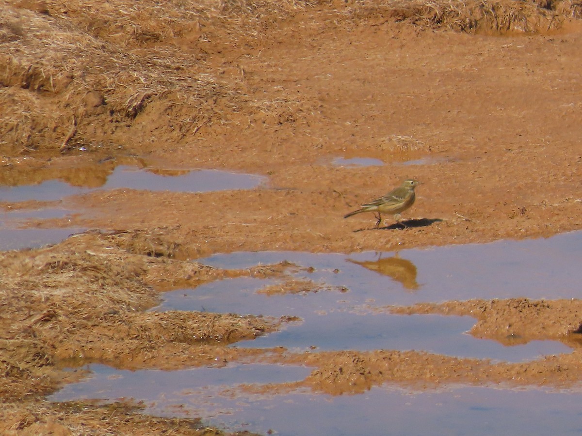 American Pipit - ML643011890